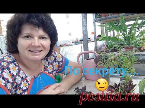 Как сохранить зимой колеусы и нарастить пышные роскошные кустики?