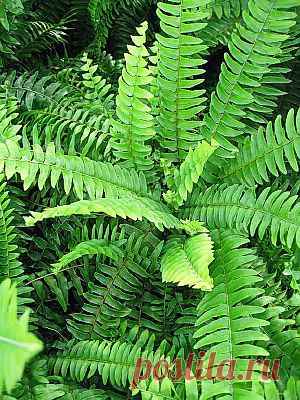 ПАПОРОТНИК Нефролепис (Nephrolepis)