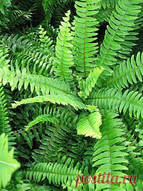 ПАПОРОТНИК Нефролепис (Nephrolepis)