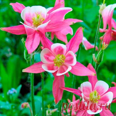 Аквилегия (Aquilegia). Семейство: лютиковые (Ranunculaceae)

Синонимы: водосбор, орлик, голубки

Многолетнее травянистое корневищное растение, образующее большой куст с высокими цветоносами. Листья тройчатые, цветки напоминают оригинальной формы колокольчики с отогнутыми шпорцами, окраска одно- или двухцветная, цветет с мая по июль. Об основных видах, размножении, особенностях ухода и типах цветников читайте на сайте.