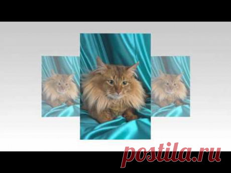 Домашние кошки.Красивые домашние кошки видео - YouTube
