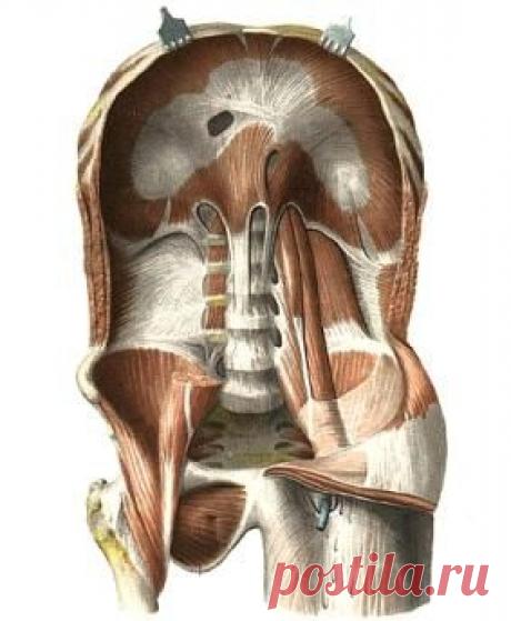 «Остеопатическая тренировка» - основа метода - Толстоносов Андрей Андреевич