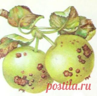Дача ВИКТОРиЯ: Парша яблони