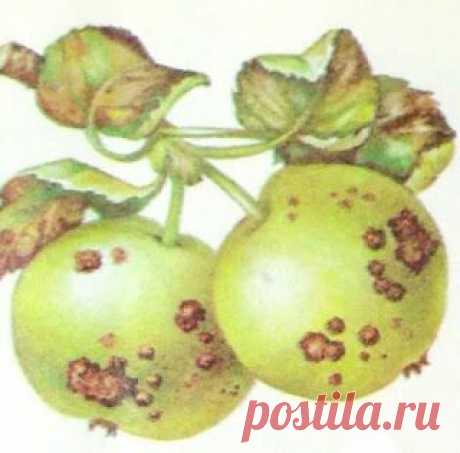 Дача ВИКТОРиЯ: Парша яблони