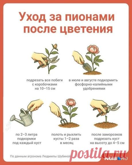 Уход за пионами после цветения