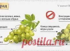 Правильно выбираем фрукты и ягоды