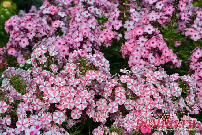 Флокс Пеперминт Твист / Peppermint Twist описание сорта Флокс Пеперминт Твист - двуцветный, с широкой розовой, иногда семговой полосой на белом фоне. Цветы собраны в плотные соцветия, долго не опадают, сорт идеален для срезки. Полное описание сорта, фото и отзывы садоводов ы энциклопедии FlowerKat