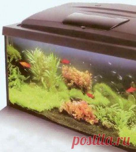 Ваш первый аквариум - запуск аквариума | Начинающим аквариумистам