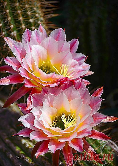 Blooming Cactus Greeting Card by Julie Palencia