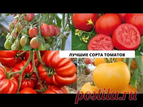 Лучшие сорта томатов, которые я буду сеять в этом году