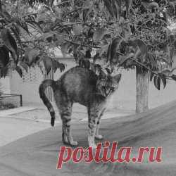 Glaring - Bat Cats (2025) [Single] Artist: Glaring Album: Bat Cats Year: 2025 Country: Germany Style: Ethereal, Shoegaze