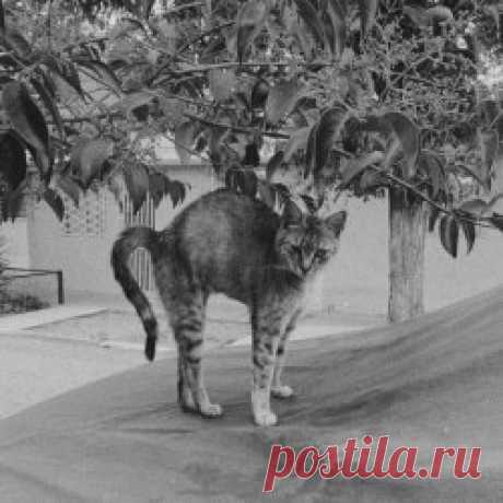 Glaring - Bat Cats (2025) [Single] Artist: Glaring Album: Bat Cats Year: 2025 Country: Germany Style: Ethereal, Shoegaze