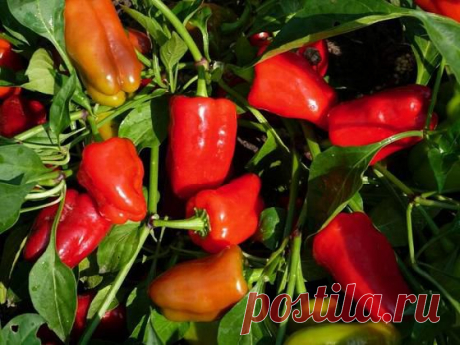 Сад, огород