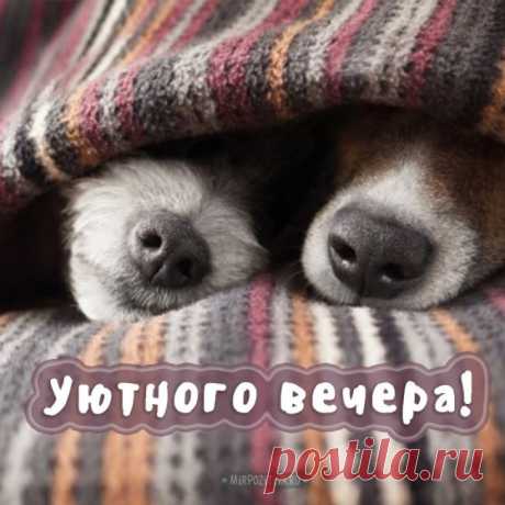 Прикольные картинки «Добрый вечер» (28 фото) ⭐ Забавник