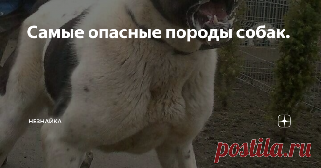 Самые опасные породы собак. Собака это друг человека! Это знаю многие. Однако не все знают или понимают что некоторым из ним требуется особый подход.
К животным, требующим осторожного обращения, относятся, например, некоторые породы собак. И сегодня я вам представляю список с самыми опасными представителями этого подвида волчьего рода по моему мнению.
Алабай – крупная, мощная собака с большой, массивной головой. Рост кобеля