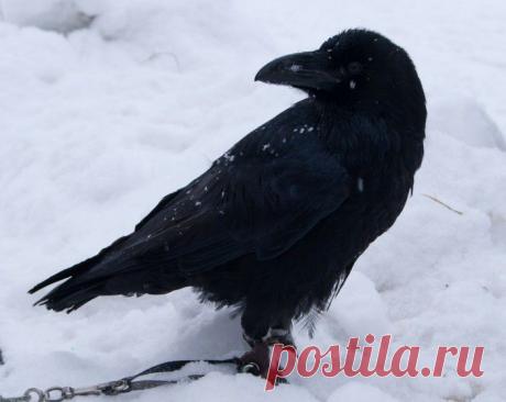 Покормите птиц зимой!