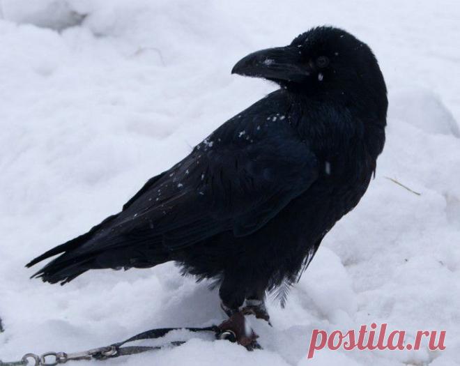 Покормите птиц зимой!