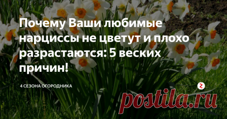 Почему Ваши любимые нарциссы не цветут и плохо разрастаются: 5 веских причин! Нарцисс — символ весны и свежести. Белые и желтые цветы украшают сады вскоре после того, как полностью сходит снег и приходят долгожданные весенние денечки.
Почему не цветут нарциссы
Выращивать нарциссы просто: они считаются неприхотливыми луковичными многолетниками, устойчивыми к поздним заморозкам, которые нередко дают о себе знать вначале весны.
Однако, случается так, что любители нарциссов зам