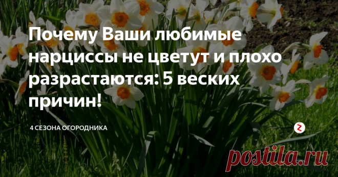 Почему Ваши любимые нарциссы не цветут и плохо разрастаются: 5 веских причин! Нарцисс — символ весны и свежести. Белые и желтые цветы украшают сады вскоре после того, как полностью сходит снег и приходят долгожданные весенние денечки.
Почему не цветут нарциссы
Выращивать нарциссы просто: они считаются неприхотливыми луковичными многолетниками, устойчивыми к поздним заморозкам, которые нередко дают о себе знать вначале весны.
Однако, случается так, что любители нарциссов зам