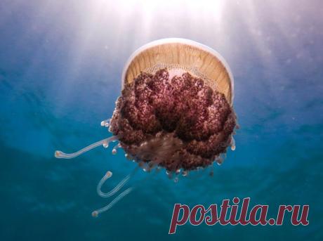 Купол медузы золотится в солнечных лучах. Снимок сделала Daria Kuzmina: nat-geo.ru/photo/user/281811