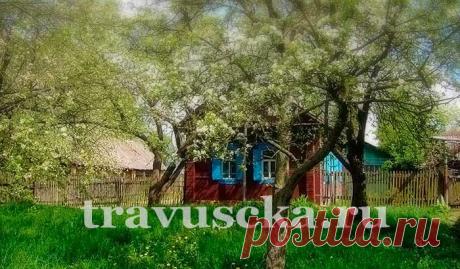 Уход и лечение деревьев в саду в конце зимы