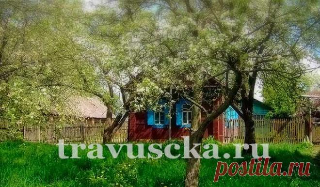 Уход и лечение деревьев в саду в конце зимы