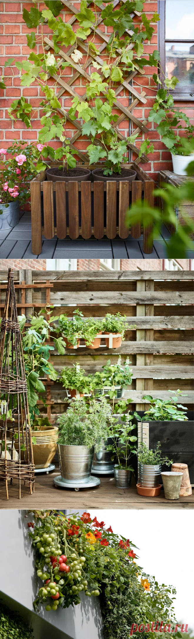 Растения на балконе: правила выживания | ELLE Decoration