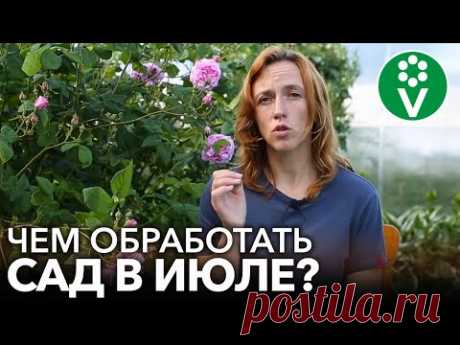 ОСЫПАЛАСЬ ЯГОДА НА СМОРОДИНЕ И ВИШНЕ, ЧЕМ ОБРАБОТАТЬ КУСТЫ ВО ВРЕМЯ СОЗРЕВАНИЯ. Ответы на вопросы