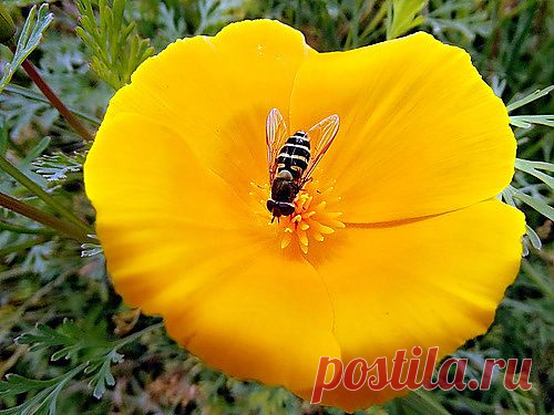 Сбор нектара.