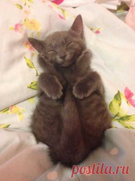 Самые улыбчивые коты