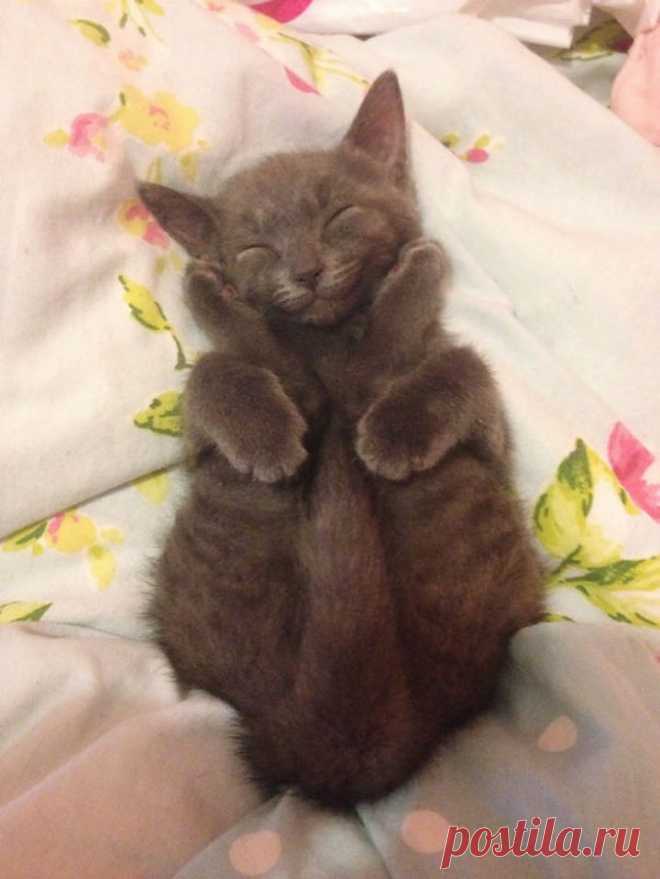Самые улыбчивые коты