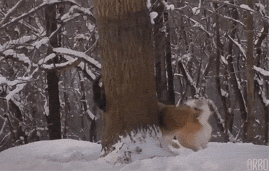 ЖИВЫЕ ФОТОГРАФИИ. AMAZING GIF. – Google+