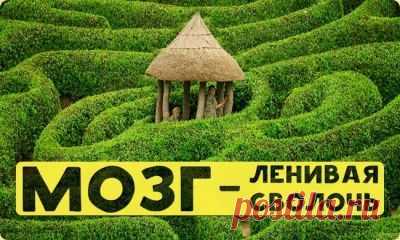 «Ваш мозг — ленивая сволочь» или как предотвратить застывание и деградацию разума » Перуница     Вы заметили, что чем старше вы становитесь, тем с меньшей охотой берётесь за ту работу, которая для вас непривычна или связана с большой концентрацией внимания и освоением незнакомых навыков?