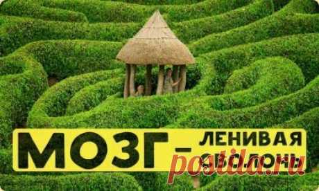 «Ваш мозг — ленивая сволочь» или как предотвратить застывание и деградацию разума » Перуница     Вы заметили, что чем старше вы становитесь, тем с меньшей охотой берётесь за ту работу, которая для вас непривычна или связана с большой концентрацией внимания и освоением незнакомых навыков?