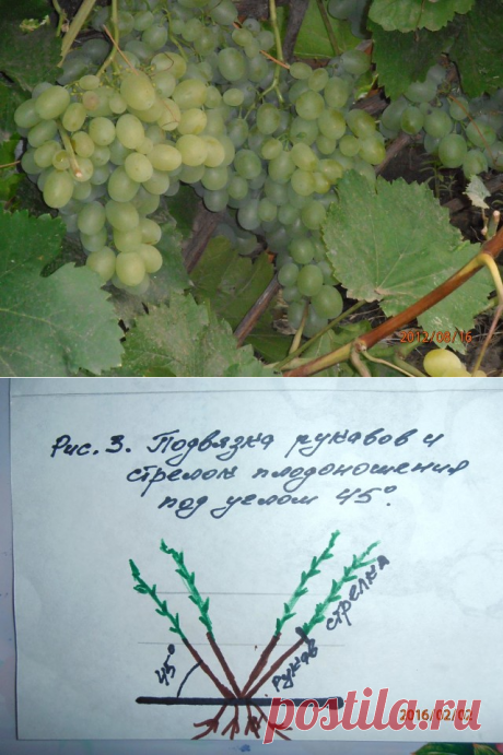 ВИНОГРАД начинающим Одноклассники