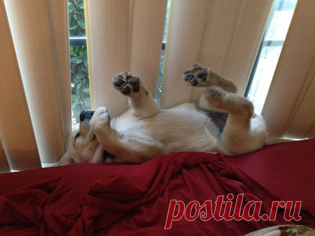 Спят усталые щеночки, в миске спят