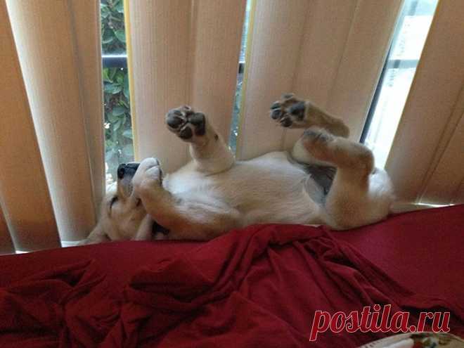 Спят усталые щеночки, в миске спят