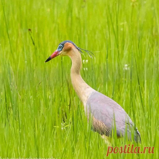 Capped Heron in the Pantanal