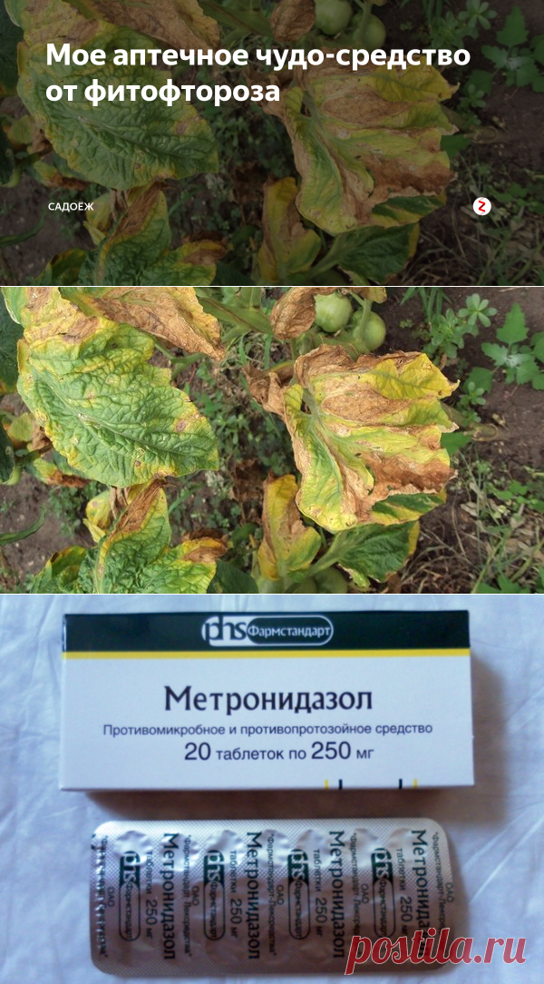Мое аптечное чудо-средство от фитофтороза | садоёж | Яндекс Дзен