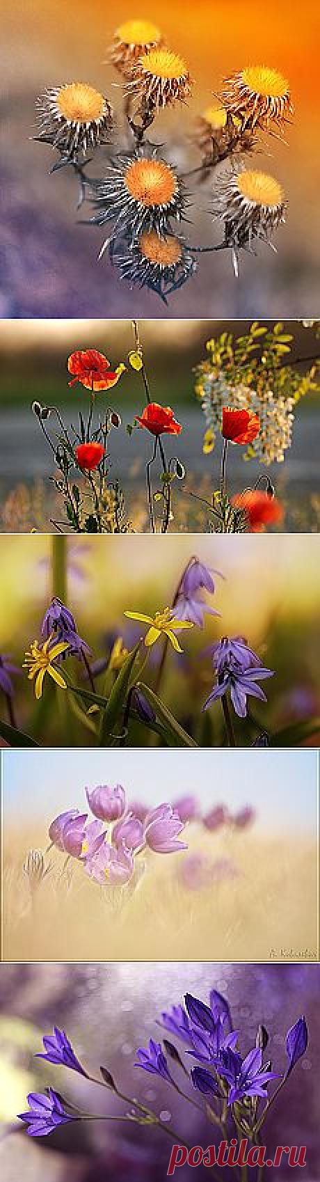 Жанры - Природа