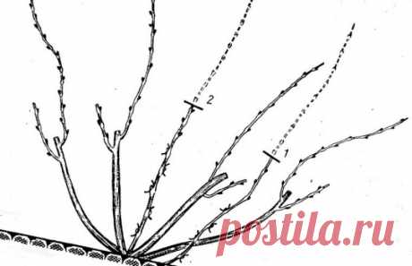 Обрезка винограда летом в средней полосе: советы для начинающих, уход в июне, июле, августе