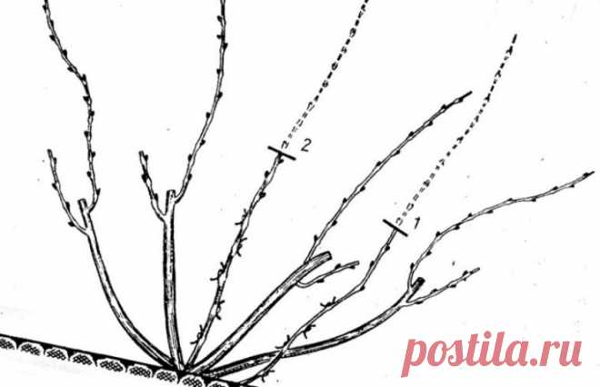 Обрезка винограда летом в средней полосе: советы для начинающих, уход в июне, июле, августе