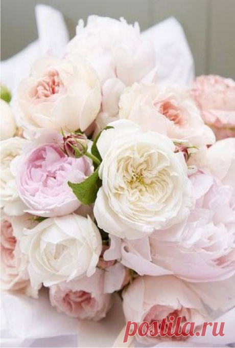 Розы пышное цветение вызывает удивление