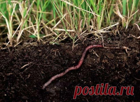 Как привлечь и приумножить на огороде дождевых червей? - Садоводка