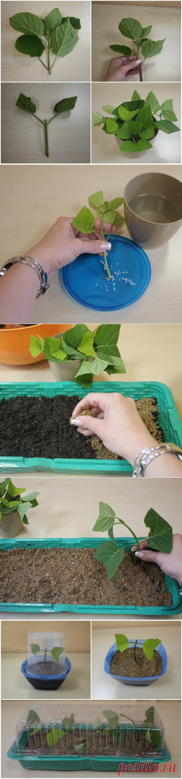 Одноклассники