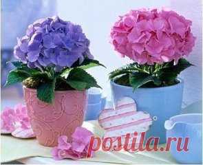 Как вырастить гортензию.
Выращивание гортензии можно осуществлять как на приусадебном участке, так и в домашних условиях. Родина этого нежного цветка с роскошными бутонами цветов - Азорские острова. Гортензия - крупнолистное листопадное растение выращиваемое как небольшой кустарник, достигающий высоты до 1,5м. В продажу поступают в основном сорта крупнолистной гортензии, у которой огромные шаровидные и плоские соцветия.
Пышные шапки цветов гортензии окрашены в белый, розовый, синий, голубой цв