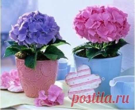 Как вырастить гортензию.
Выращивание гортензии можно осуществлять как на приусадебном участке, так и в домашних условиях. Родина этого нежного цветка с роскошными бутонами цветов - Азорские острова. Гортензия - крупнолистное листопадное растение выращиваемое как небольшой кустарник, достигающий высоты до 1,5м. В продажу поступают в основном сорта крупнолистной гортензии, у которой огромные шаровидные и плоские соцветия.
Пышные шапки цветов гортензии окрашены в белый, розовый, синий, голубой цв