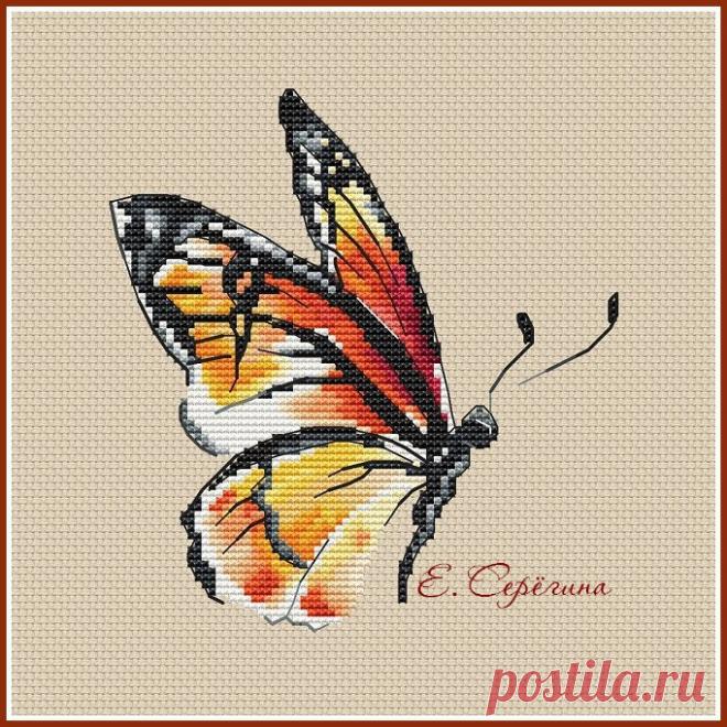 в/к Бабочка - шоколадница