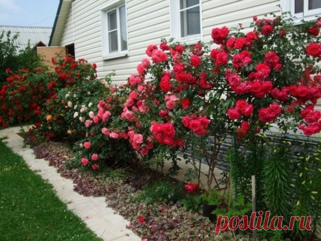 Йод и молоко прогнали тлю с моих роз Тля, пожалуй, самый отвратительный и живучий вредитель, который может поселиться в вашем саду. Вроде бы вот, расправились с ней, и в саду красота. Но через неделю глядишь, а тля как будто никуда и не пропадала. Все так же сидит на листьях роз и кустарников, и портит внешний вид растений.
Я нашла и