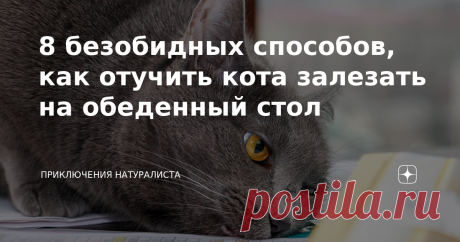 8 безобидных способов, как отучить кота залезать на обеденный стол Коты славятся наблюдательностью, им не составляет труда запоминать всевозможные хозяйские привычки: один колбасу вечно забывает на столе, другой — крышкой кастрюлю не закрывает, а третий — булочки в комнате держит. Красота! Как тут не поддаться искушению? С нарушениями порядка нужно бороться, но методы стоит выбирать исключительно безобидные. 8. Какофония звуков Вы полезете в пещеру, из которой раздаются не...